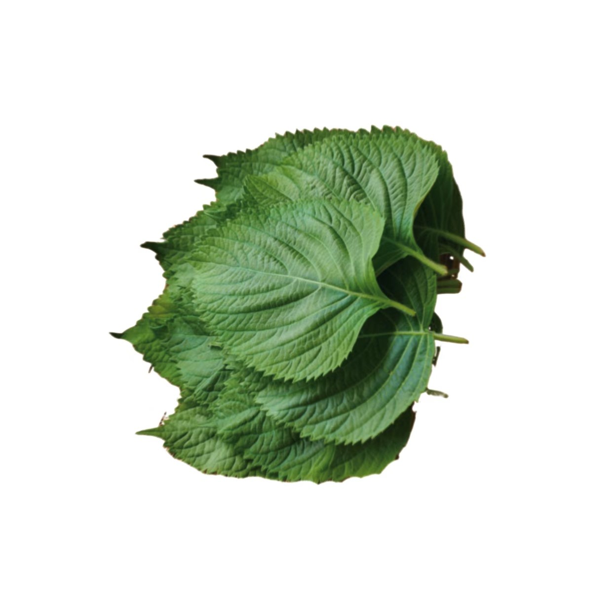 Mulberry Leaf Extract