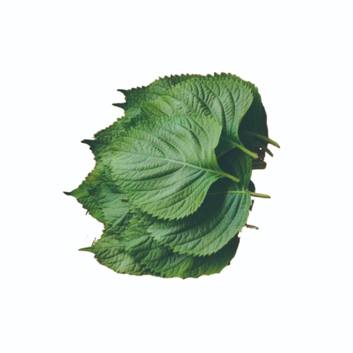 桑叶提取物