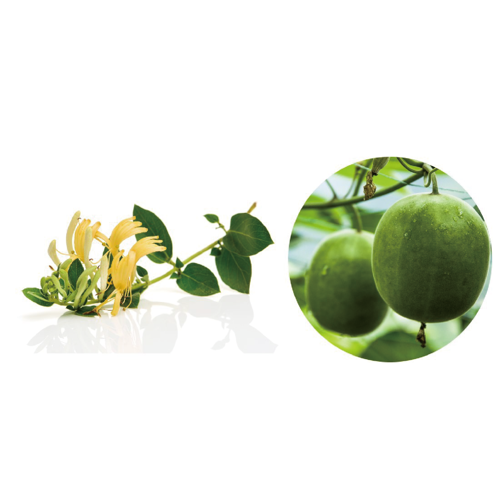 Monk Fruit&Honeysuckle Compound Powder