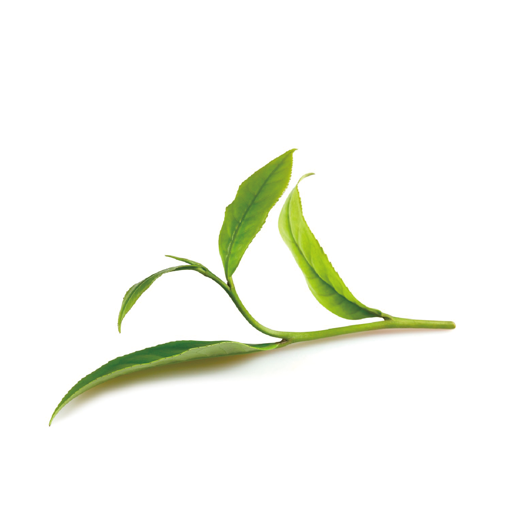 Instant Green Tea Powder