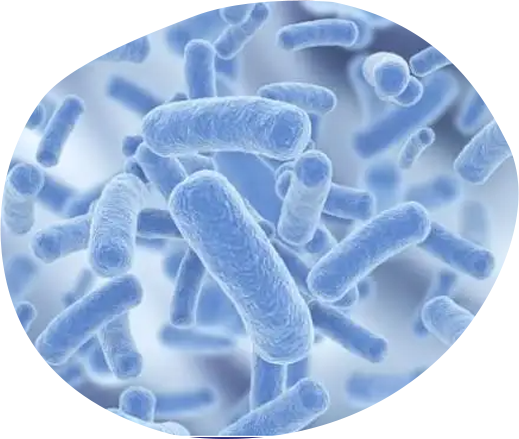 Bifidobacterium longum subsp. longum