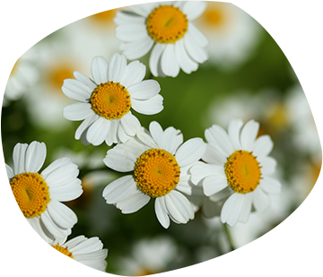 Plant extracts